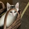 終生飼える方求む サムネイル2