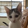 終生飼える方求む サムネイル3