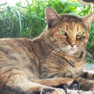 レアな麦わら柄♥️二毛猫の「ブラン」♥️室内保護済