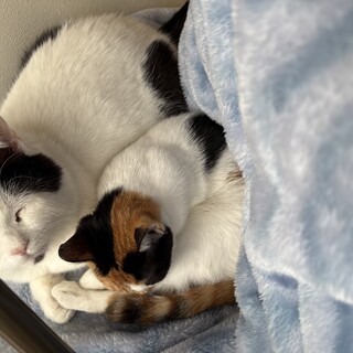 三毛猫　メス　9ヶ月