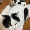 三毛猫　メス　9ヶ月 サムネイル2