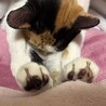 三毛猫　メス　9ヶ月 サムネイル3