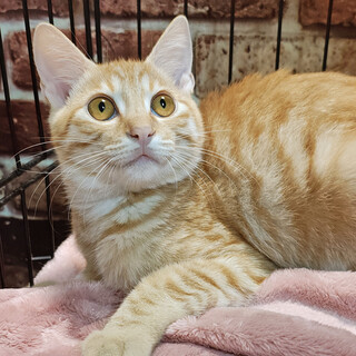 フェネック風！クリーム茶トラ『いなり君』４ヶ月