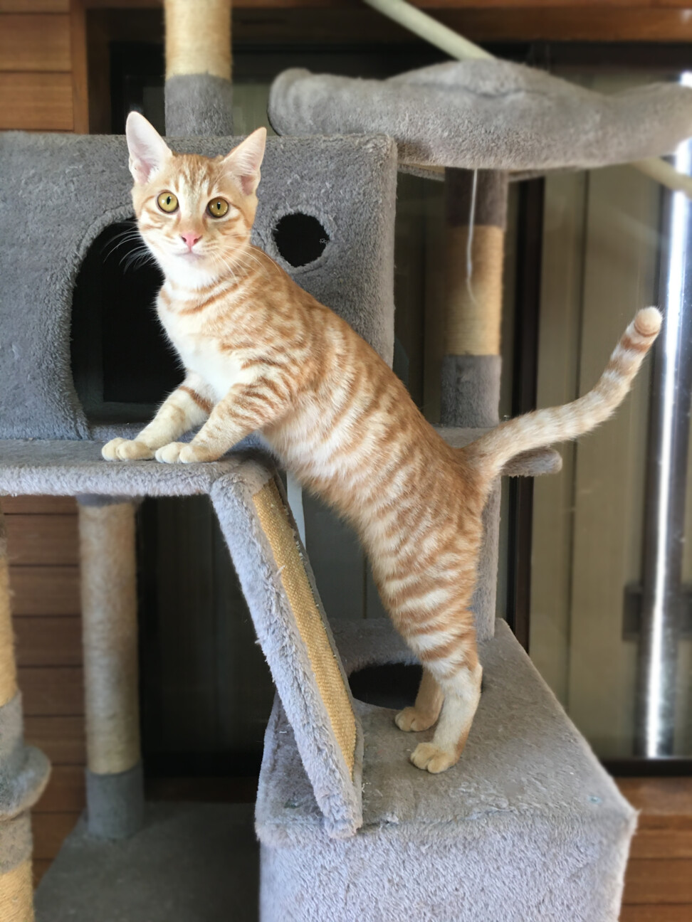 フェネック風！クリーム茶トラ『いなり君』４ヶ月 サムネイル2