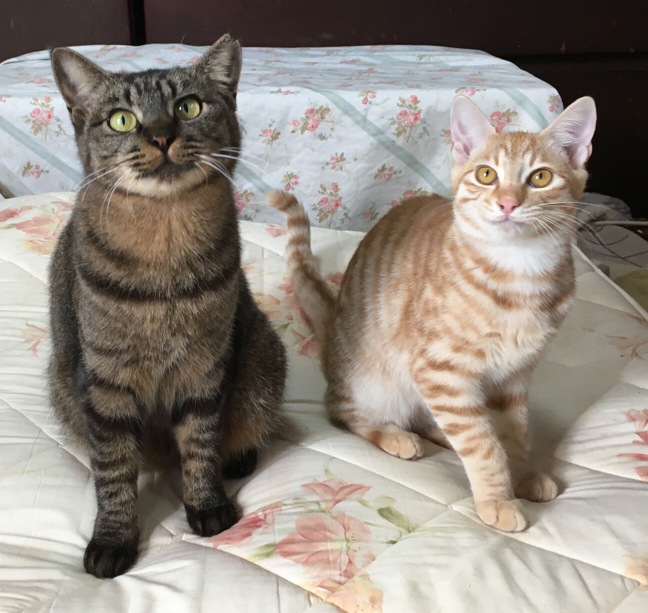 フェネック風！クリーム茶トラ『いなり君』４ヶ月 サムネイル3