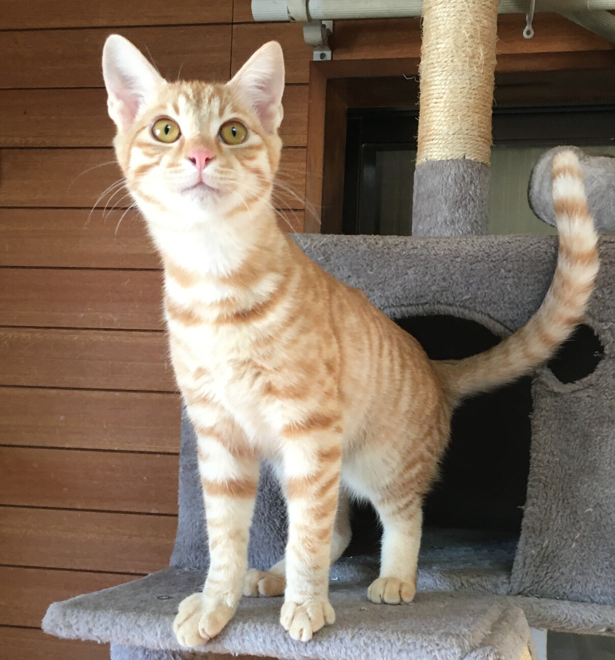 フェネック風！クリーム茶トラ『いなり君』４ヶ月 サムネイル4