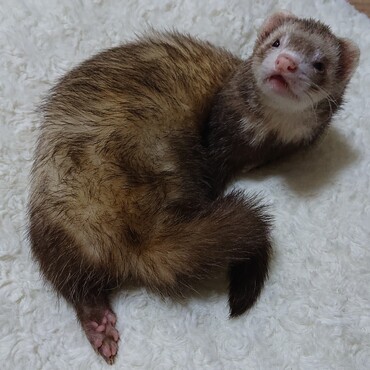 かまってちゃん