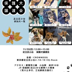 足立区小台　保護犬譲渡会 サムネイル2