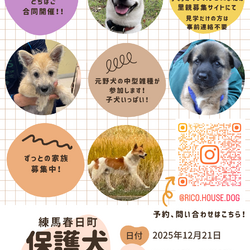練馬春日町保護犬譲渡会