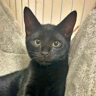 人が大好きで元気いっぱい♪黒猫の子猫♡みのりくん