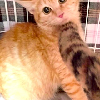 茶トラで女の子です。くるみちゃん！