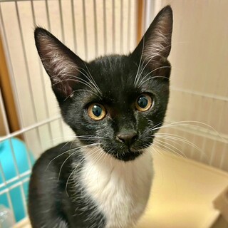 面談中！黒白の子猫♡かえでくん