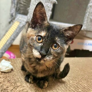 ゴロゴロ甘えん坊さん♪サビ柄の子猫♡ほのかちゃん