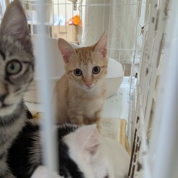 11/22〜24　3日間の保護猫譲渡会を開催！