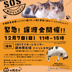 NECOAS 緊急譲渡会 藤枝市