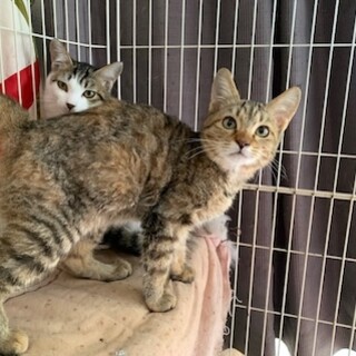 可愛い麦わら色のパステルきじとら なつめちゃん