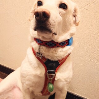 おっとり男子ししゃも