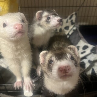 フェレット里親募集