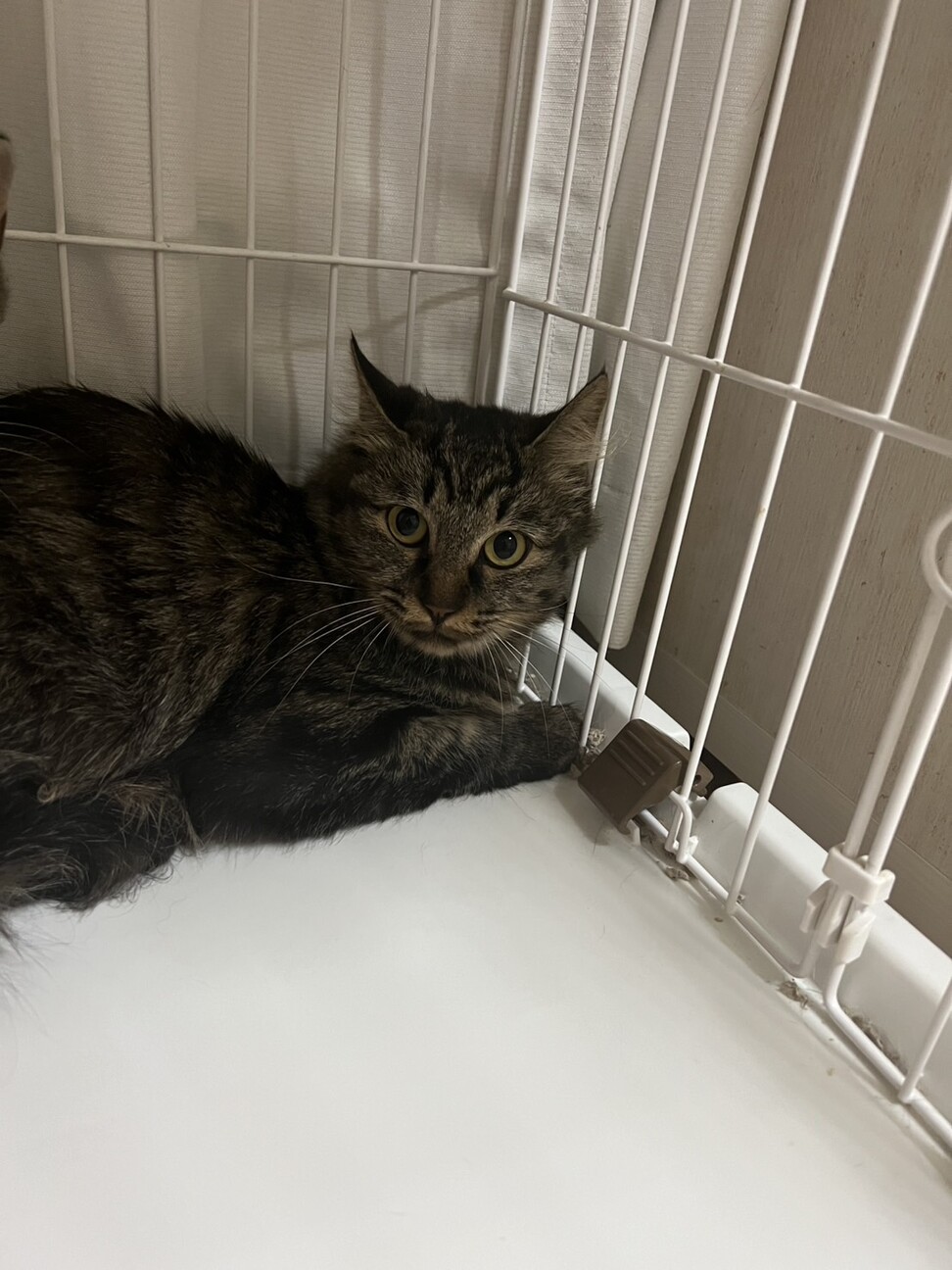 キジトラの女の子⭐︎ サムネイル2