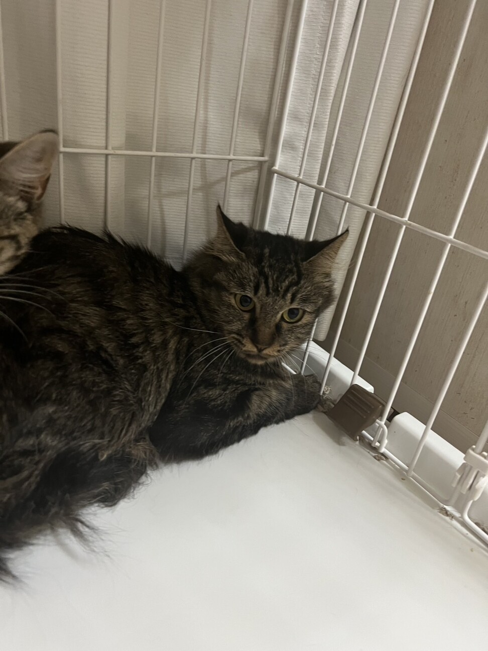 キジトラの女の子⭐︎ サムネイル3