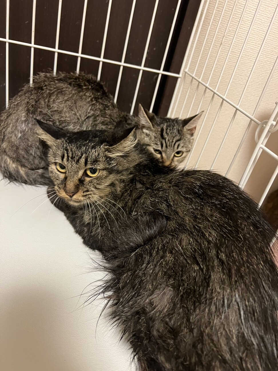 キジトラの女の子⭐︎ サムネイル4