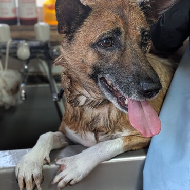 おれはトリミング来たくなかったのに…