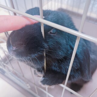 真っ黒で可愛いロップイヤーの女の子