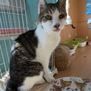 人にも猫にも友好的◎おじいちゃん猫いのりくん