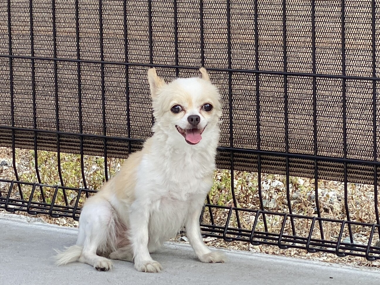 チワワの女の子！」長野県 - 犬の里親募集(530797) :: ペットのおうち