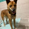 「茶々丸」男の子　　硝子の美少年