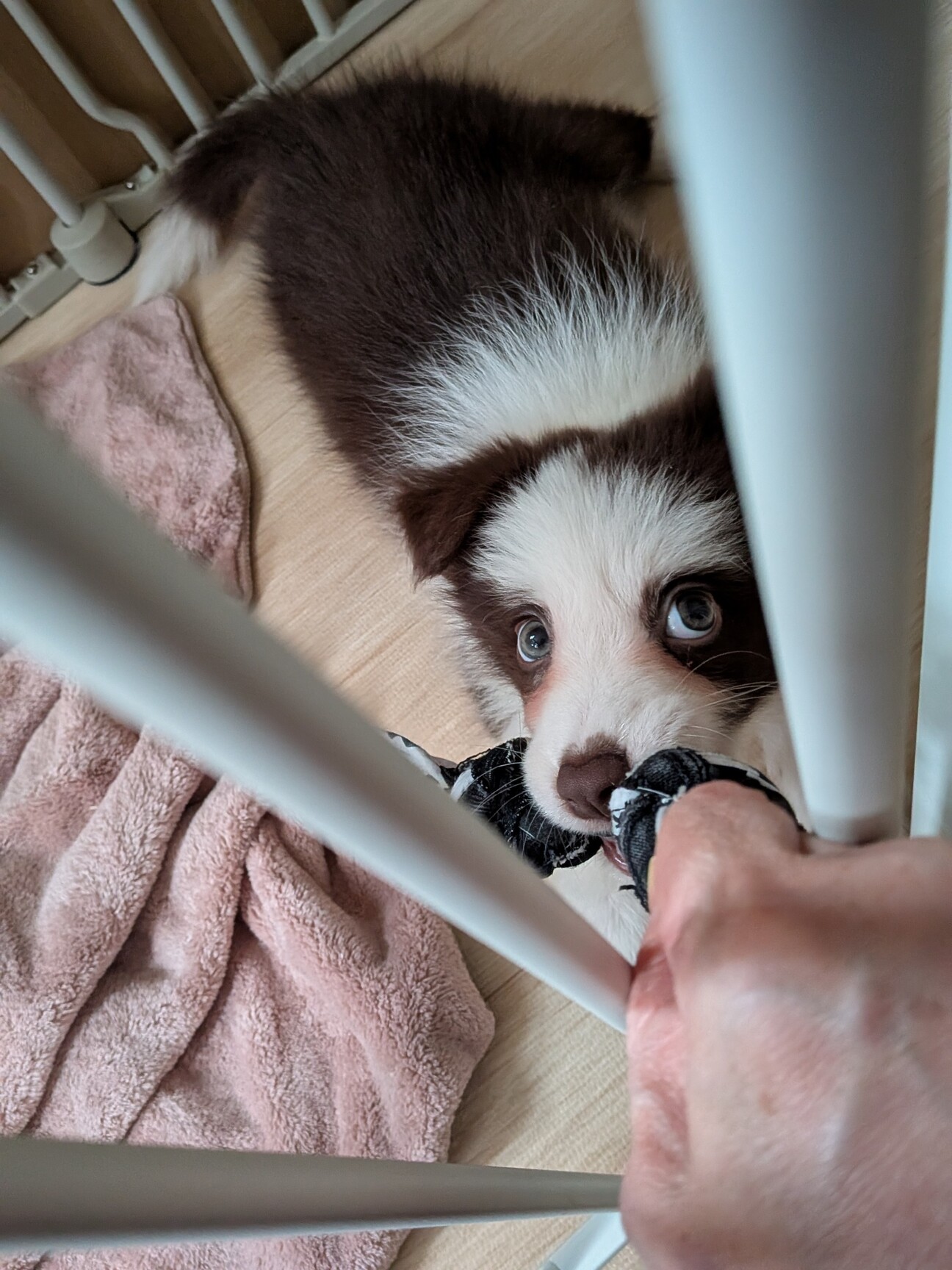 ボーダーコリー、子犬、雌、茶X白、3か月 サムネイル1