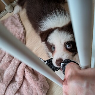 ボーダーコリー、子犬、雌、茶X白、3か月