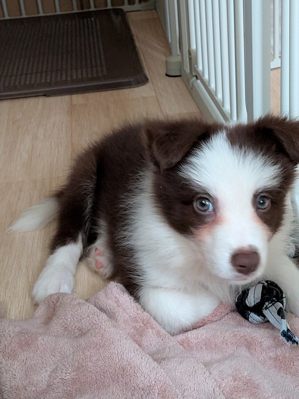 ボーダーコリー、子犬、雌、茶X白、3か月 サムネイル2