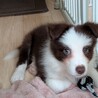 ボーダーコリー、子犬、雌、茶X白、3か月 サムネイル2