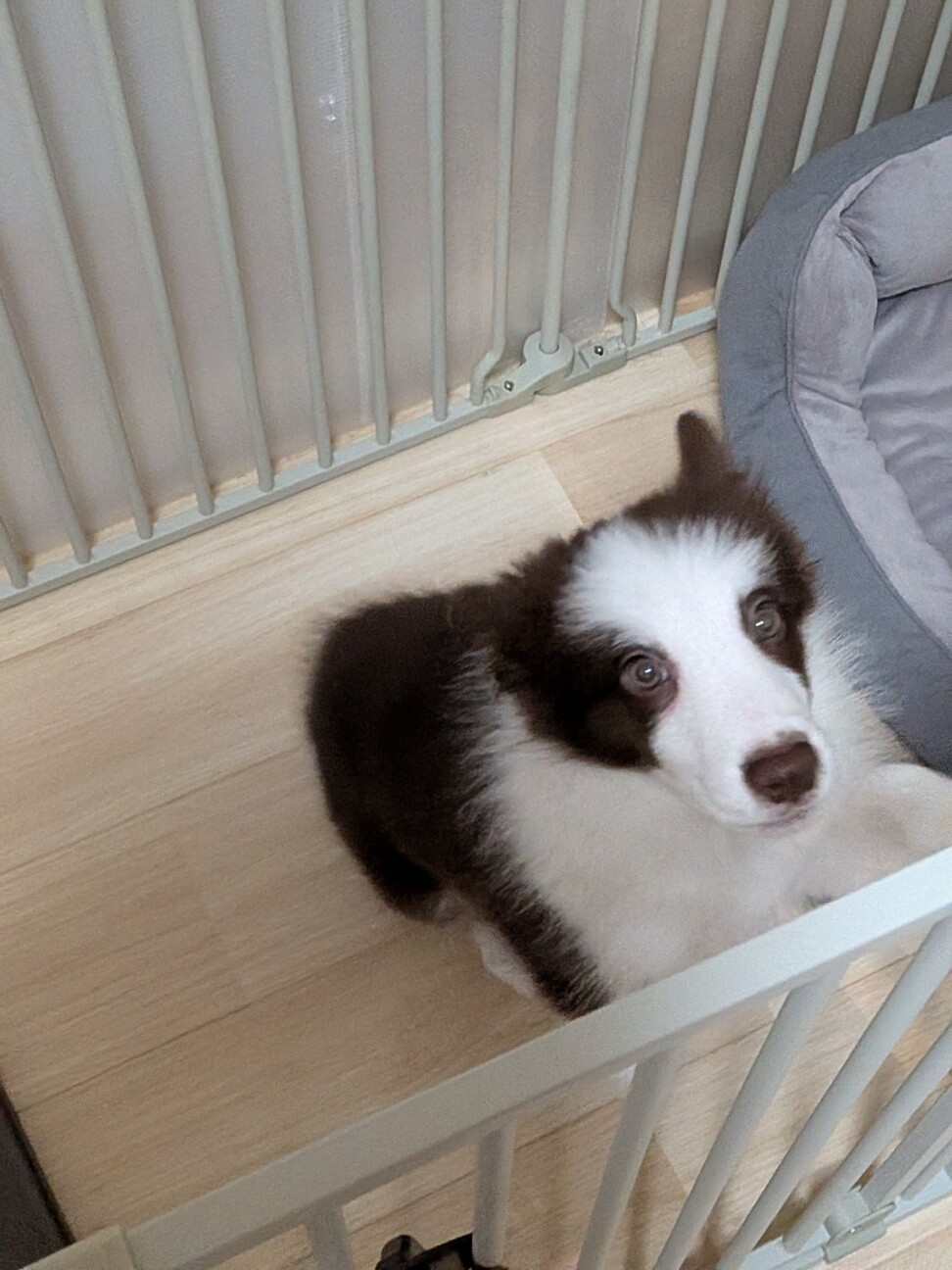 ボーダーコリー、子犬、雌、茶X白、3か月 サムネイル3