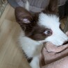 ボーダーコリー、子犬、雌、茶X白、3か月 サムネイル4