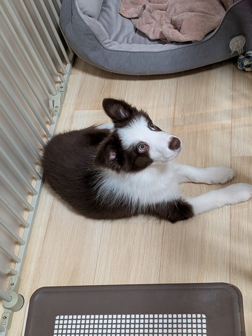 ボーダーコリー、子犬、雌、茶X白、3か月 サムネイル5