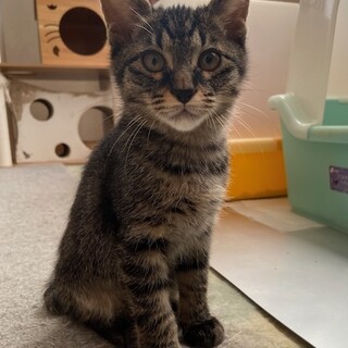 『ウチワ』くんといっぱい遊んでくださいにゃ