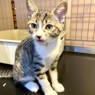 ボール大好きおてんば るりちゃん