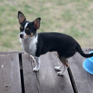 スムースチワワの女の子