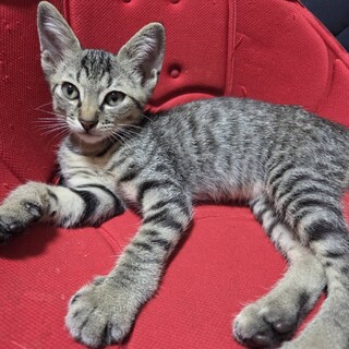 人が大好き物怖じしないキジ☆　ノビル