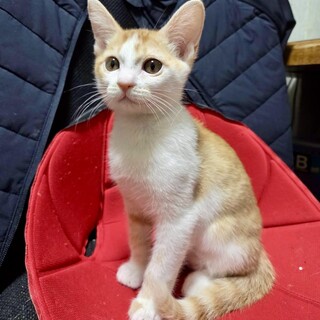 人が大好き甘えん坊の茶白☆ツクシくん