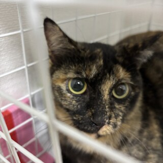 ひとりぼっちの猫が本当の家族を待っています