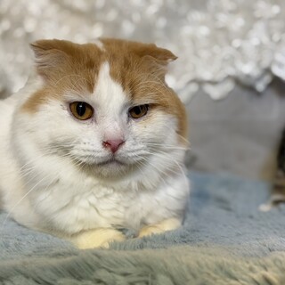 人馴れしていますスコテッシュ☆ケイトくん