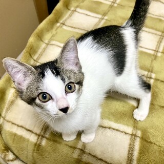 おっとり優しいサバ白の男の子 あさがお君