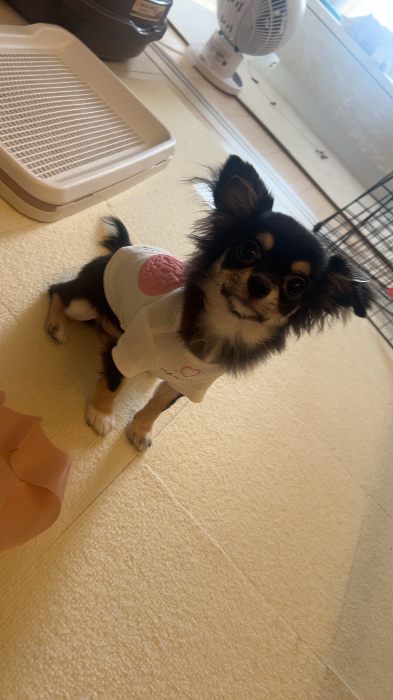 チワワ一歳未満2匹」愛知県 - 犬の里親募集(530704) :: ペットのおうち