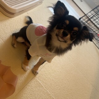 チワワ一歳未満2匹