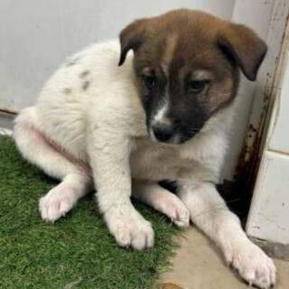 ※優先期間内にお迎え下さい　11/26迄