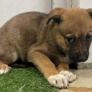 ※優先期間内にお迎え下さい　11/26迄