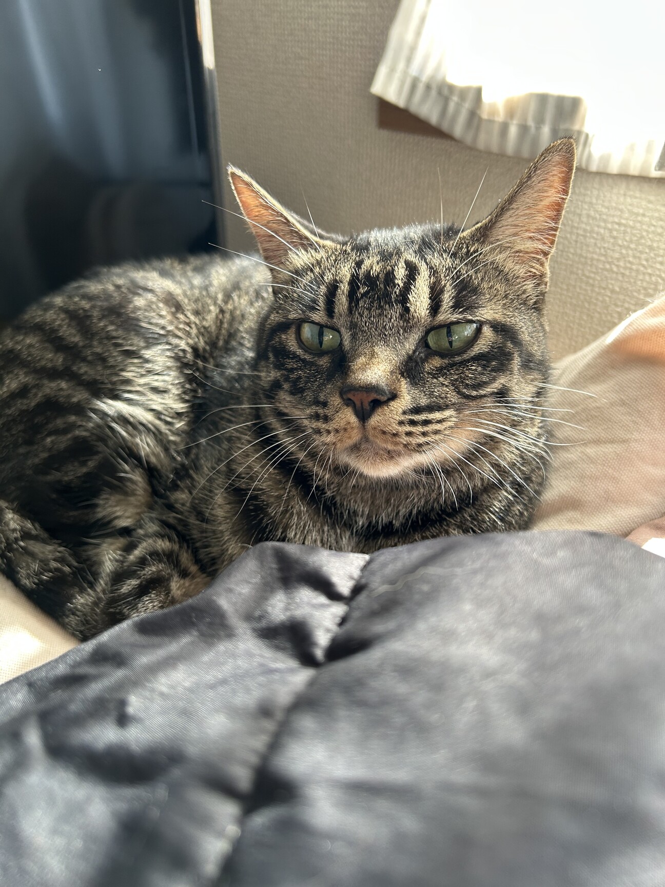 里親募集 サムネイル1